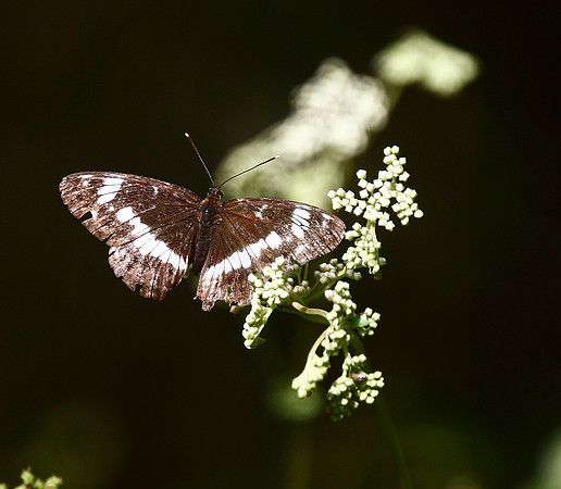 White Admiral