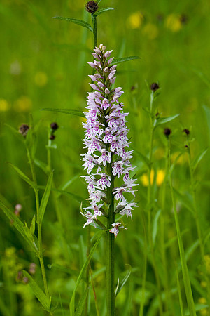 Common Spotted / Heath SpottedOrchid WQ