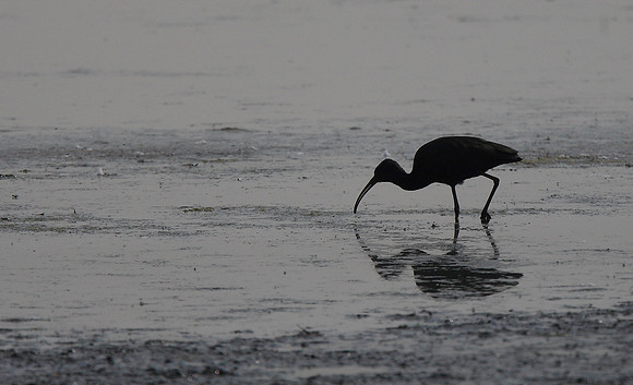 Glossy Ibis