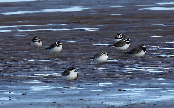 Kentish Plover