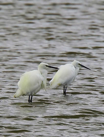 Little Egret