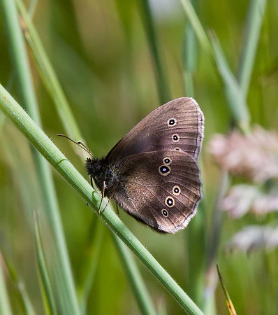 Wykeham Forest: Ringlet