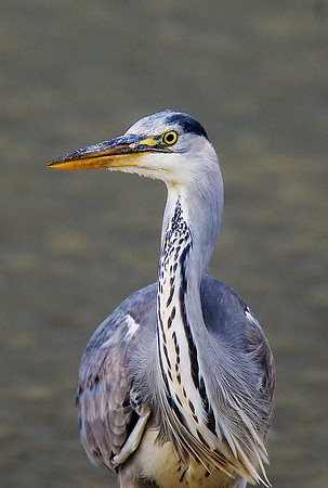 Grey Heron