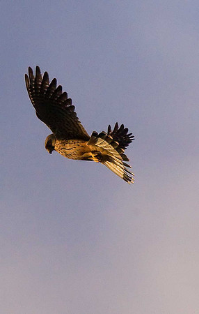 Kestrel