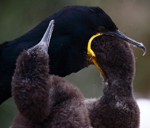 Shag
