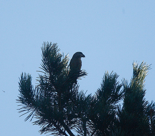 Parrot Crossbill