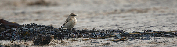 Isabelline Wheatear