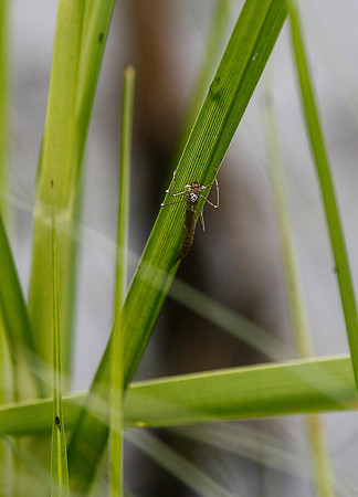 Dragonfly exuvia