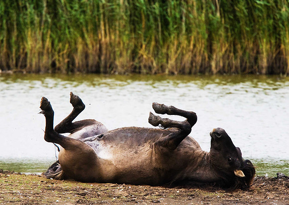 Konik Pony