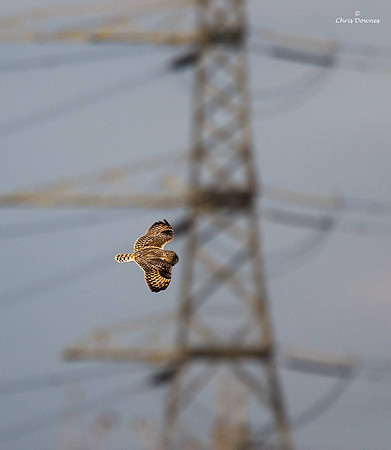 Short-eared Owl