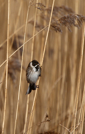 Reed Bunting
