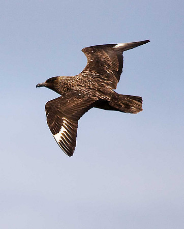 Great Skua