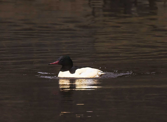 Goosander