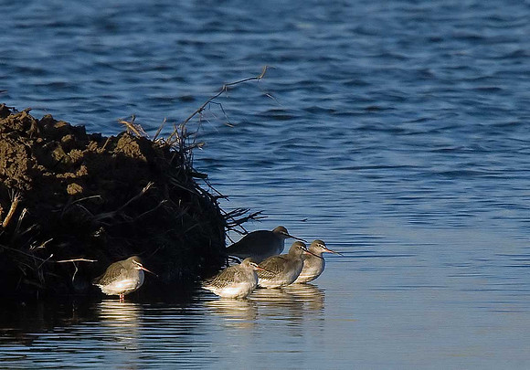 Spotted Redshank