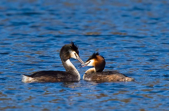 Great Crested Grebe