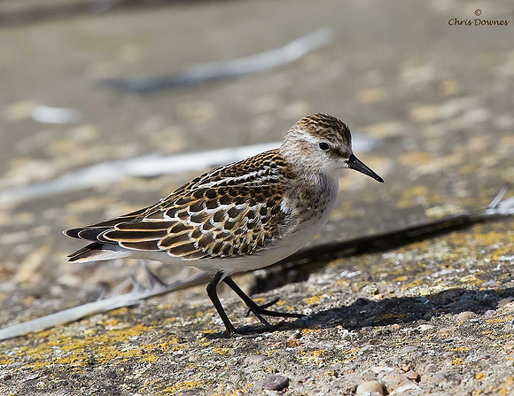 Little Stint