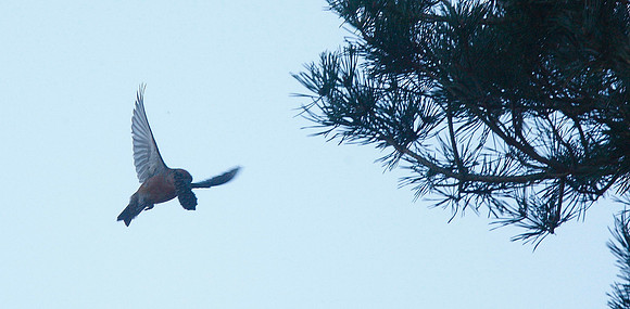 Parrot Crossbill