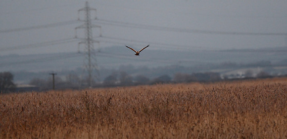 Marsh Harrier