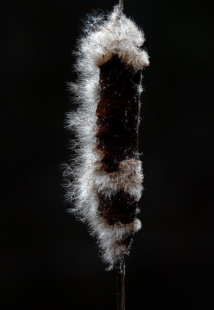 Reedmace