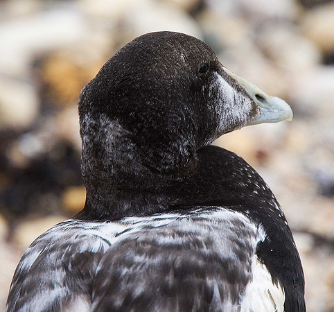 Eider