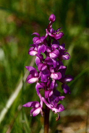 Early Purple Orchid