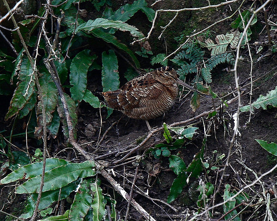 Woodcock