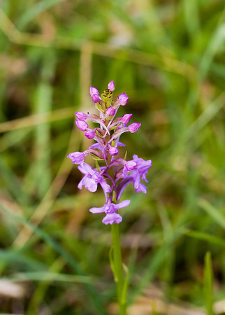 Common or Chalk Fragrant Orchid BMQ