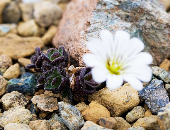 Shetland mouse-ear - cerastium nigrescens v. nigrescens. Unst
