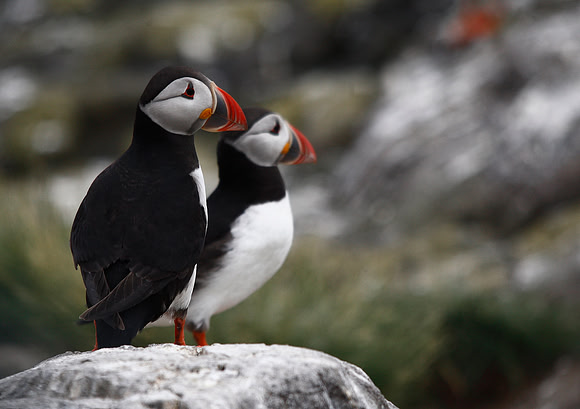 Puffin