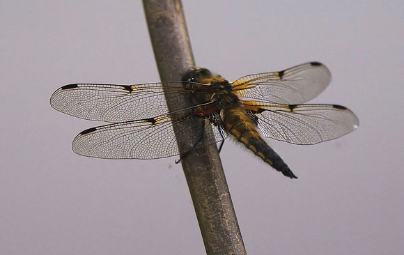 Four Spot Chaser