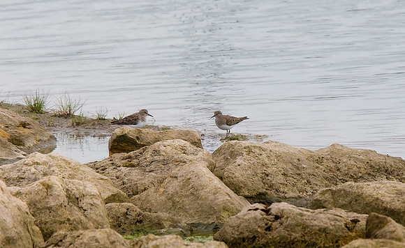 Temminck's Stint