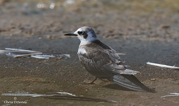 American Black Tern