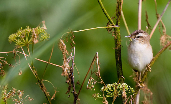 Sedge Warbler