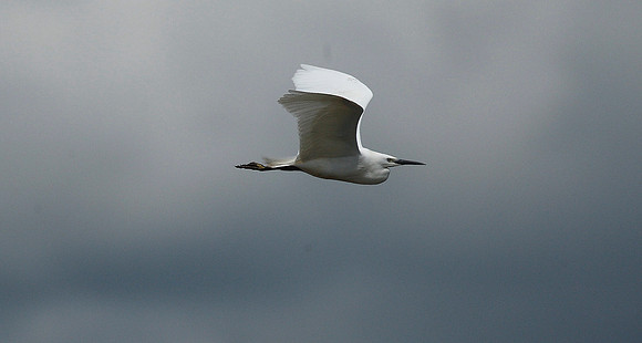 Little Egret
