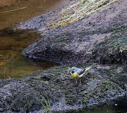 Grey Wagtail