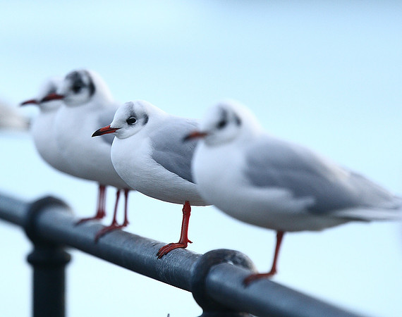 Black-headed Gulls