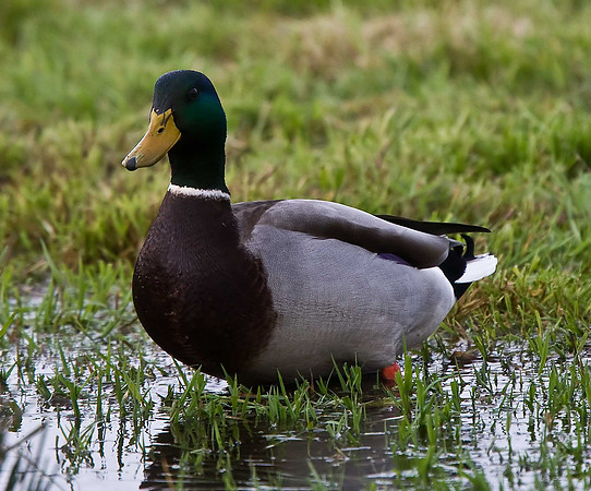 Mallard