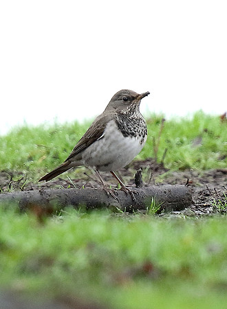 Black-throated Thrush