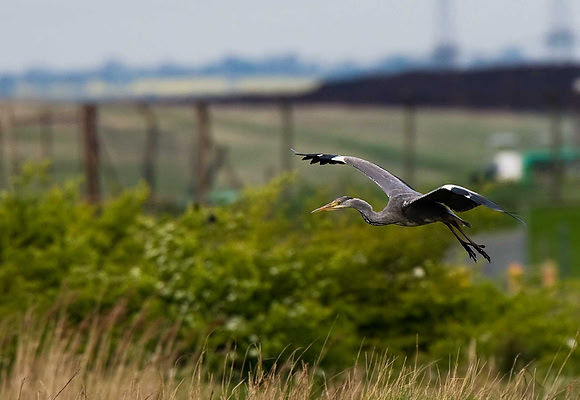 Grey Heron