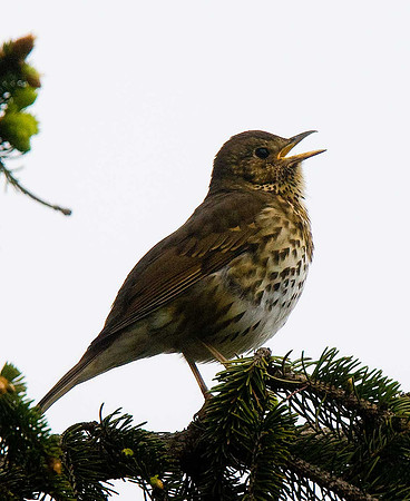 Song Thrush