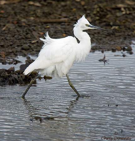 Little Egret