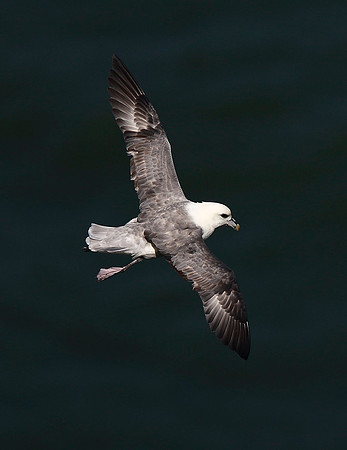 Fulmar