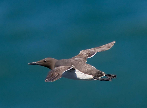 Guillemot