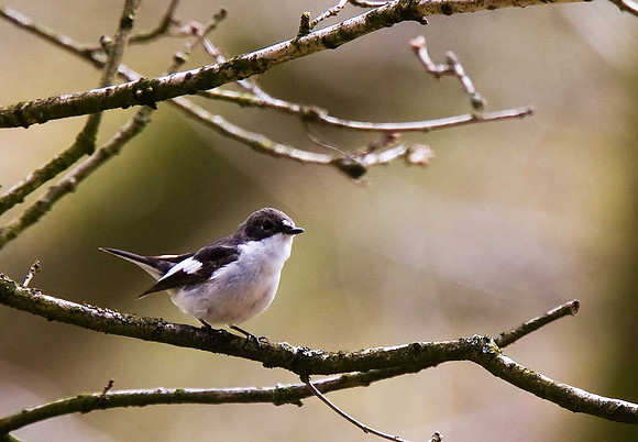 Pied Flycatcher
