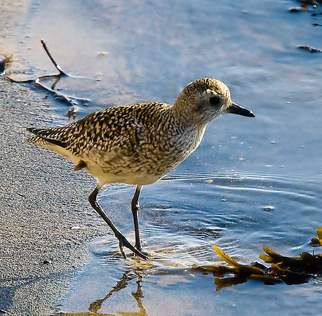 Golden Plover