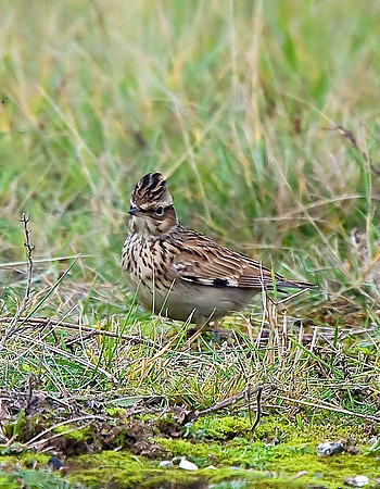 Woodlark