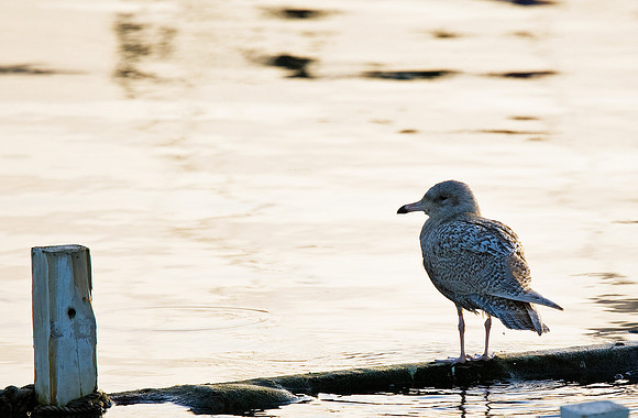 Glaucous Gull