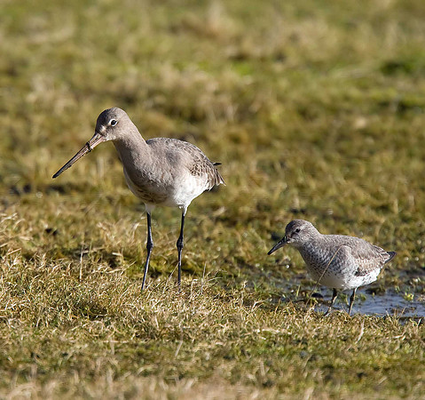 Black-tailed Godwit & knot