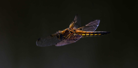 Four Spot Chaser
