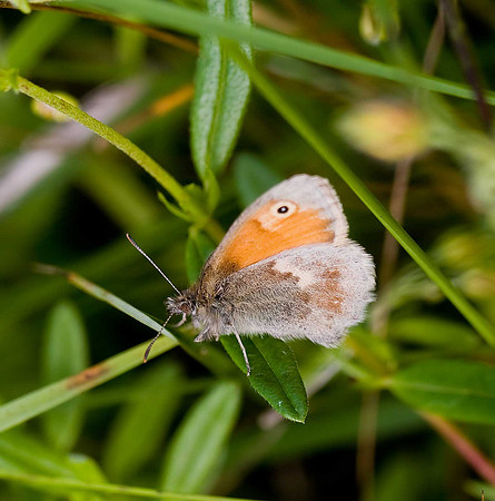 Small Heath Bishop Middleham